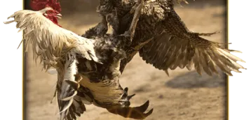 Cock Fighting